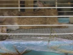 -藦茜花园宠物主题亲子互动体验馆(国顺东路店)