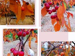 -永定河休闲森林公园