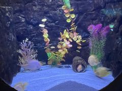 -梦幻海洋王国(吾悦广场张家港店)