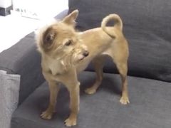 -宠颐生中康贝怡动物医院
