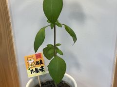 -呷贺盐酥鸡(抄纸巷店)