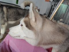 -Husky Go! 哈士奇体验馆·宠物咖啡厅狗咖