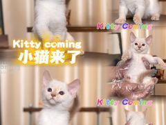 -小猫来了·猫舍(红山六九七九店)