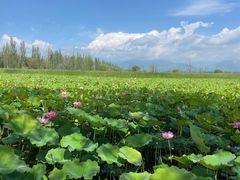 -野鸭湖国家湿地公园