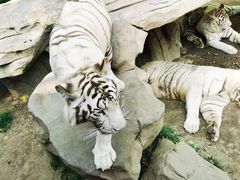 -北京野生动物园