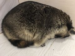 -浣熊柯尔鸭土拨鼠·电玩咖