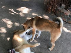 -柴犬高等学院·狗咖·柴犬售卖·宠物训练