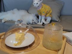 -猫腻·猫咖·撸猫馆(星光大道店)
