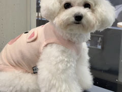 -萌宠之家·腊肠犬·马尔泰·小体犬舍