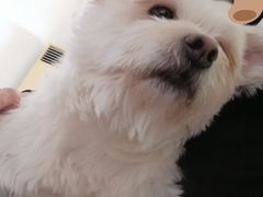 -悠尼宠物·独立低压伊珊娜洗护·美容·寄养(兰谷路店)