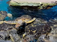 -海合安武汉极地海洋公园