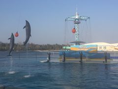 海豚表演-秦皇岛乐岛海洋王国