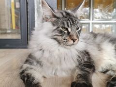 -十年猫舍·猫咪专门店(普陀店)