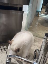 -逅续沙发自然卷专研