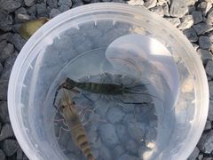 -DGE季风钓虾营地·团建·聚会