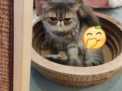 -滚猫咖啡·猫咖·猫友好撸猫(未来城店)