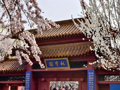 -桃花堤公园