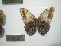 -上海昆虫博物馆