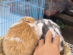 -哈尔滨道外花鸟鱼市场