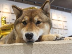 -柴务处·柴犬主题狗咖