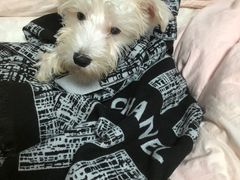 -翊宠yipet猫狗购宠庄园犬舍•猫舍