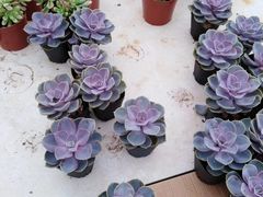 -桂林市花鸟市场