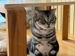 -Catmate·猫肥家润(金润铂宫店)