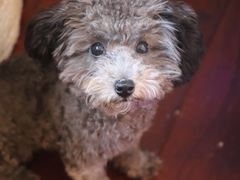 -美联众合宠物医院·爱萌分院·内外科·猫科中心