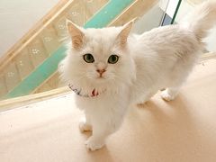 -猫在这儿猫咪咖啡馆·撸猫馆