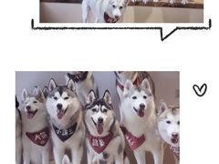 -Husky Go! 哈士奇体验馆·宠物咖啡厅狗咖