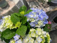 -Libra Flora花店(骆岗中央公园店)