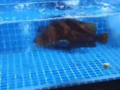 -吉源大排档·鱼生·海鲜(烧烤彩印厂店)