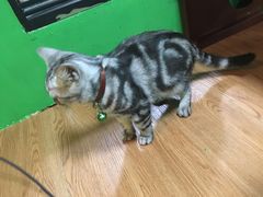 -李小姐の猫咖啡馆(五角场店)