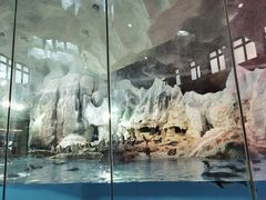 -帝企鹅自助餐厅•儿童岛•真企鹅(长隆企鹅酒店)