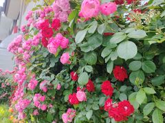 -豫丰汇河南名菜楼(武记餐饮)