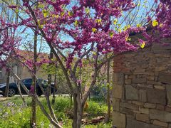 -莱阳濯村樱花园