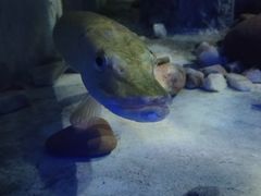 -东方巨龟苑景区