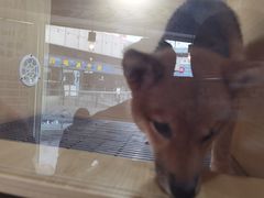 -南京Hallo宠物乐园·哈罗犬舍·柴犬繁育基地