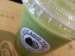 -油梨树 AVOCADO TREE(亮马桥店)