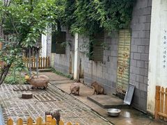 -合肥野生动物园