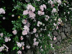 -白鹭湾湿地公园