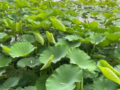 -莲花池公园
