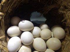 iphone_upload_pic-东北人粗粮饺子坊(南山店)