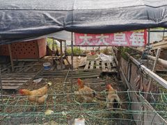 -青浦采草莓天天草莓园