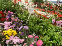 -曲阳花鸟市场(曲阳路店)