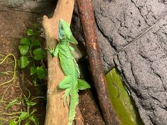 -上海大自然野生昆虫馆