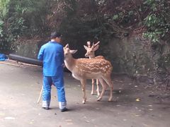 -西双版纳原始森林公园