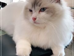 -瞄一喵猫咖(格力海岸店)