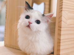 -喵五郎の猫咪酒店·专业洗护·寄养