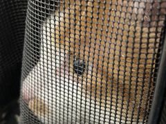 -北京观赏动物医院·24小时大型综合·猫专科·异宠专科